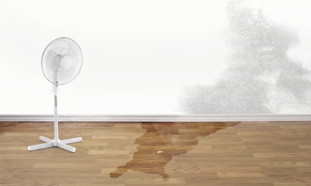 Best Flooded house restoration  in East Alton, IL