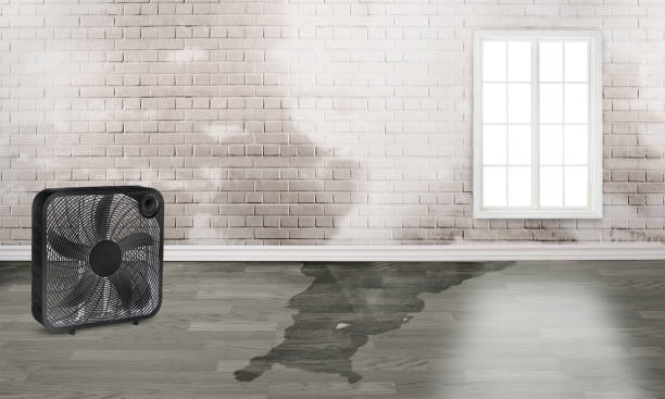 Best Water damage cleanup near me  in East Alton, IL
